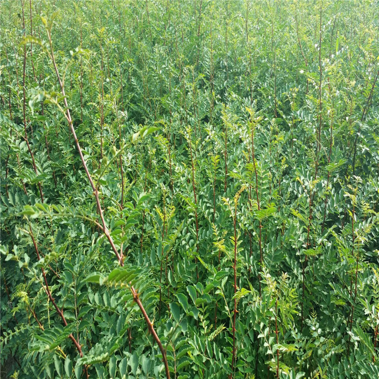 花椒苗基地大红袍花椒苗种植秦安一号花椒苗当年结果的花椒苗