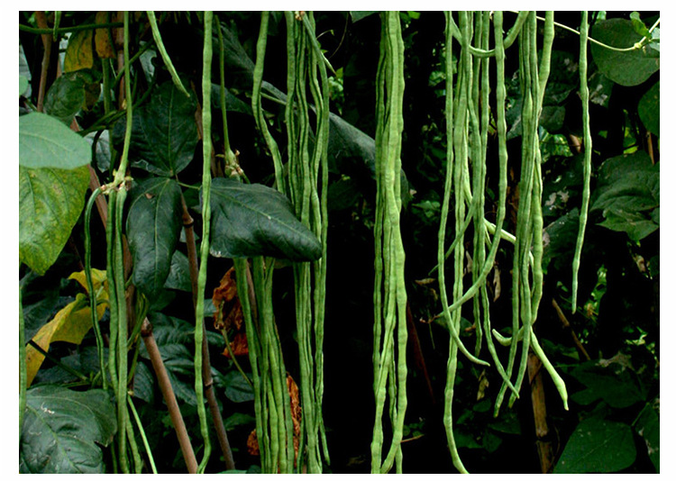 厂家直销 嫩茎豇豆种子 美国无架豆 无架豇豆 庭院种植 批发 - 蔬菜批