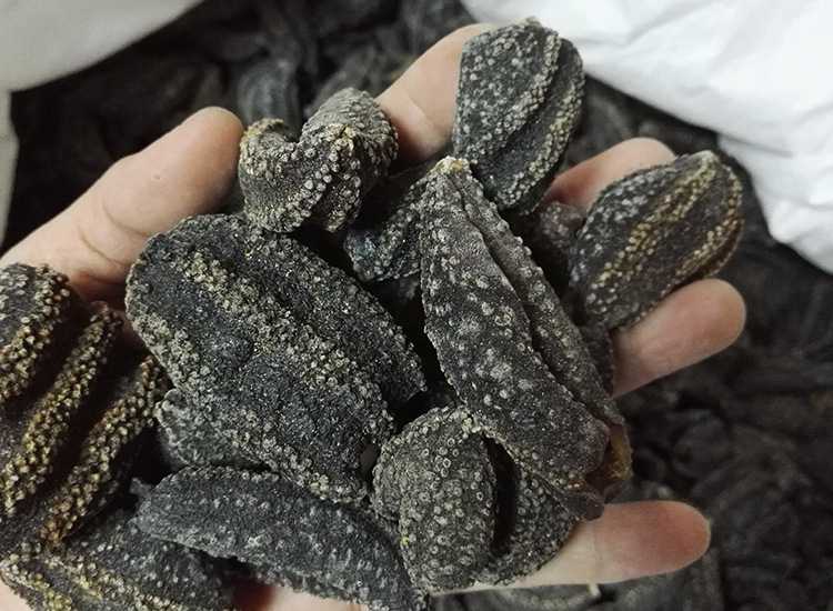 海参皮 厂家批发现货优质俄罗斯海参皮 产地直销滋补养生海参皮