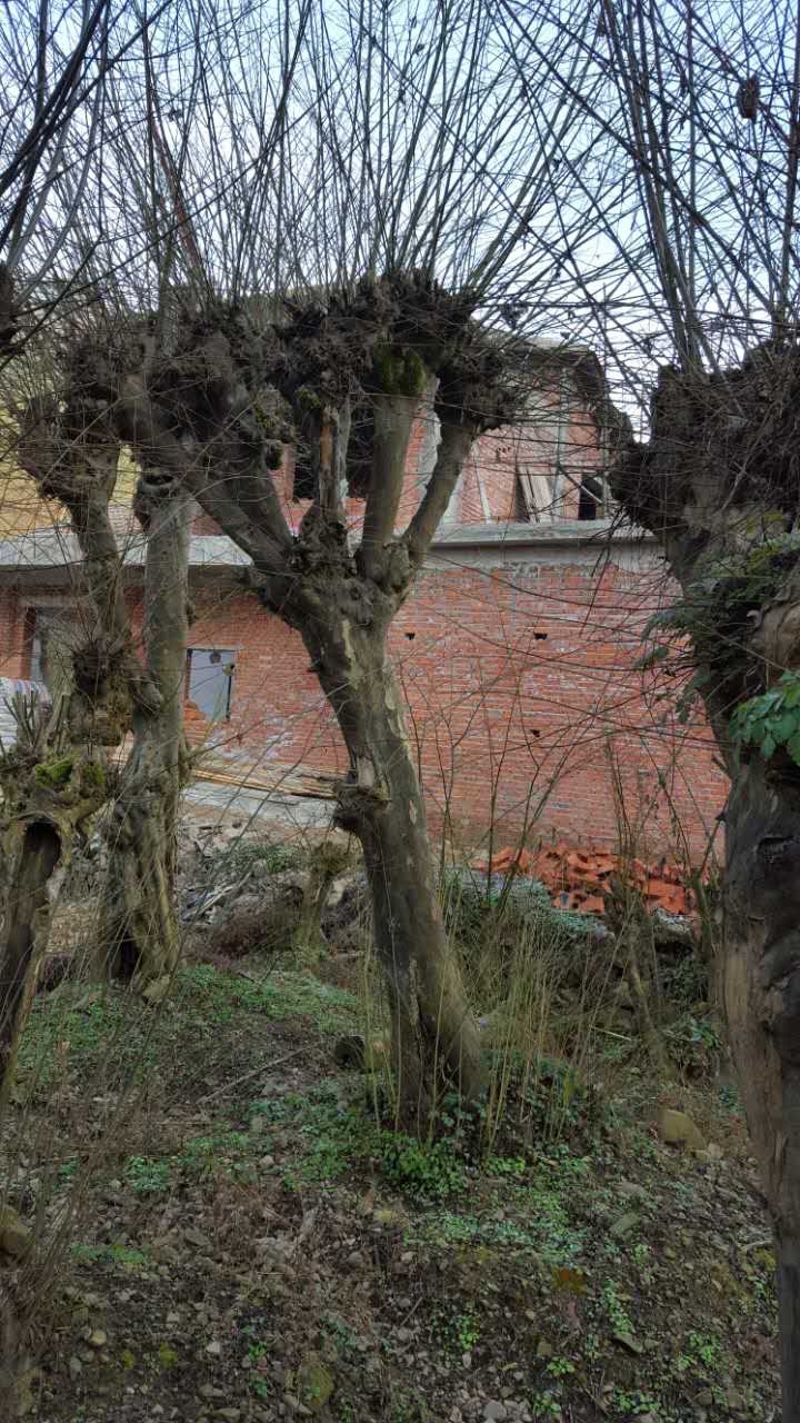 青檀,檀皮,檀木,古树名木历史悠久,20-60公分 15855557799乔