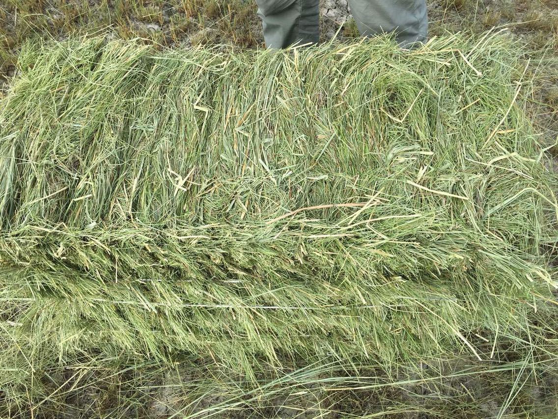 新碱草牛马羊牧草饲料供应牛场羊场羊草碱草率高牛场草料