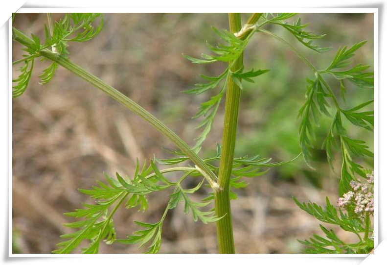 供应蛇床子提取物