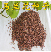 野菜马兰头种子野生马兰头种子马兰花种子马莲花种子林木种子马兰