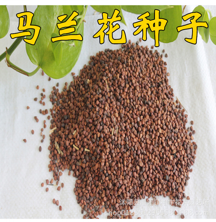 野菜马兰头种子野生马兰头种子马兰花种子马莲花种子林木种子马兰