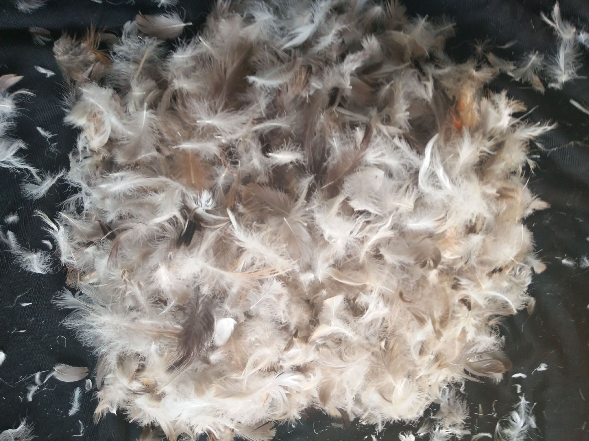 荐水洗灰鹅毛 灰鹅毛2-4cm 枕头靠垫沙发床垫填充 厂.