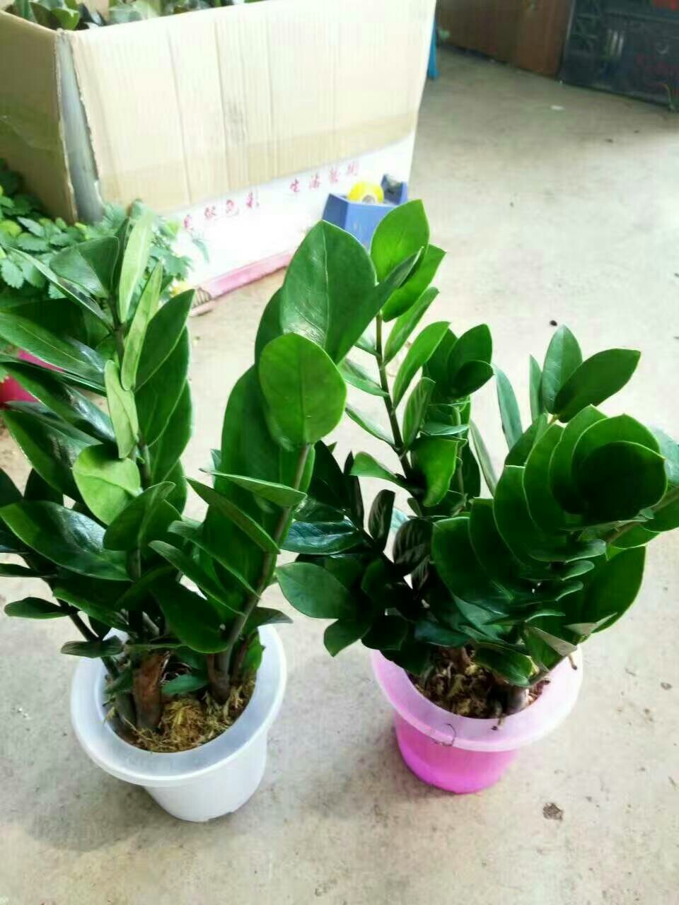 基地直销水培植物水培金钱树花卉绿植盆栽净化空气吸甲醛