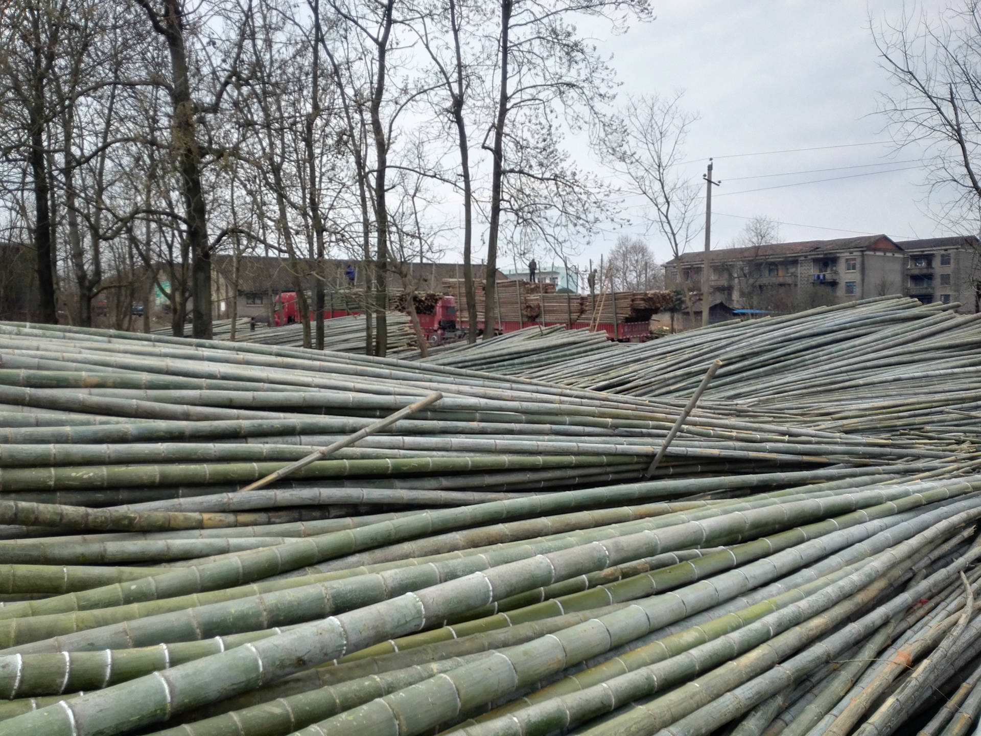 毛竹 竹竿批发 大型毛竹原材料基地 江西抚州思竺竹木业有限公司