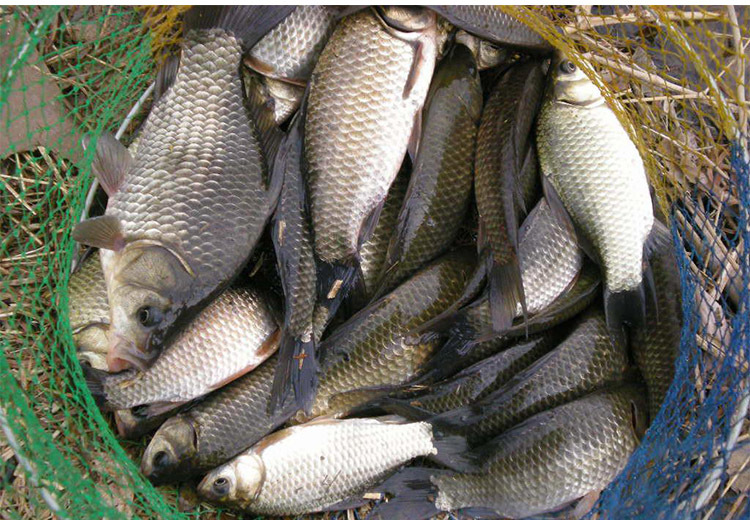 新款 朝宇黑坑鲫鱼 药酒 坑冠鲤鱼饵料 添加剂配方垂钓