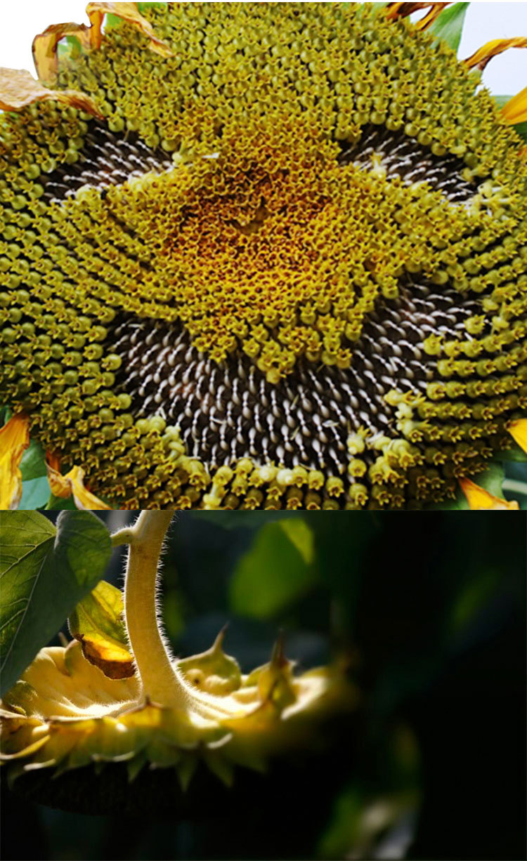 新鲜向日葵 葵花盘带瓜子 葵花籽 精选优质葵花盘 新鲜 原味包邮-枸杞