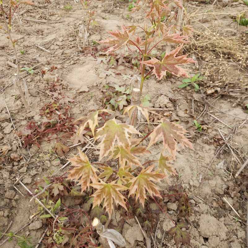 花叶挪威槭 夏雪 耐寒耐干旱生长速度快 新品种彩叶树 挪威槭夏雪