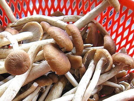 福建特级新鲜茶树菇 新品营养古田茶树菇 鲜茶树菇产地批发代理