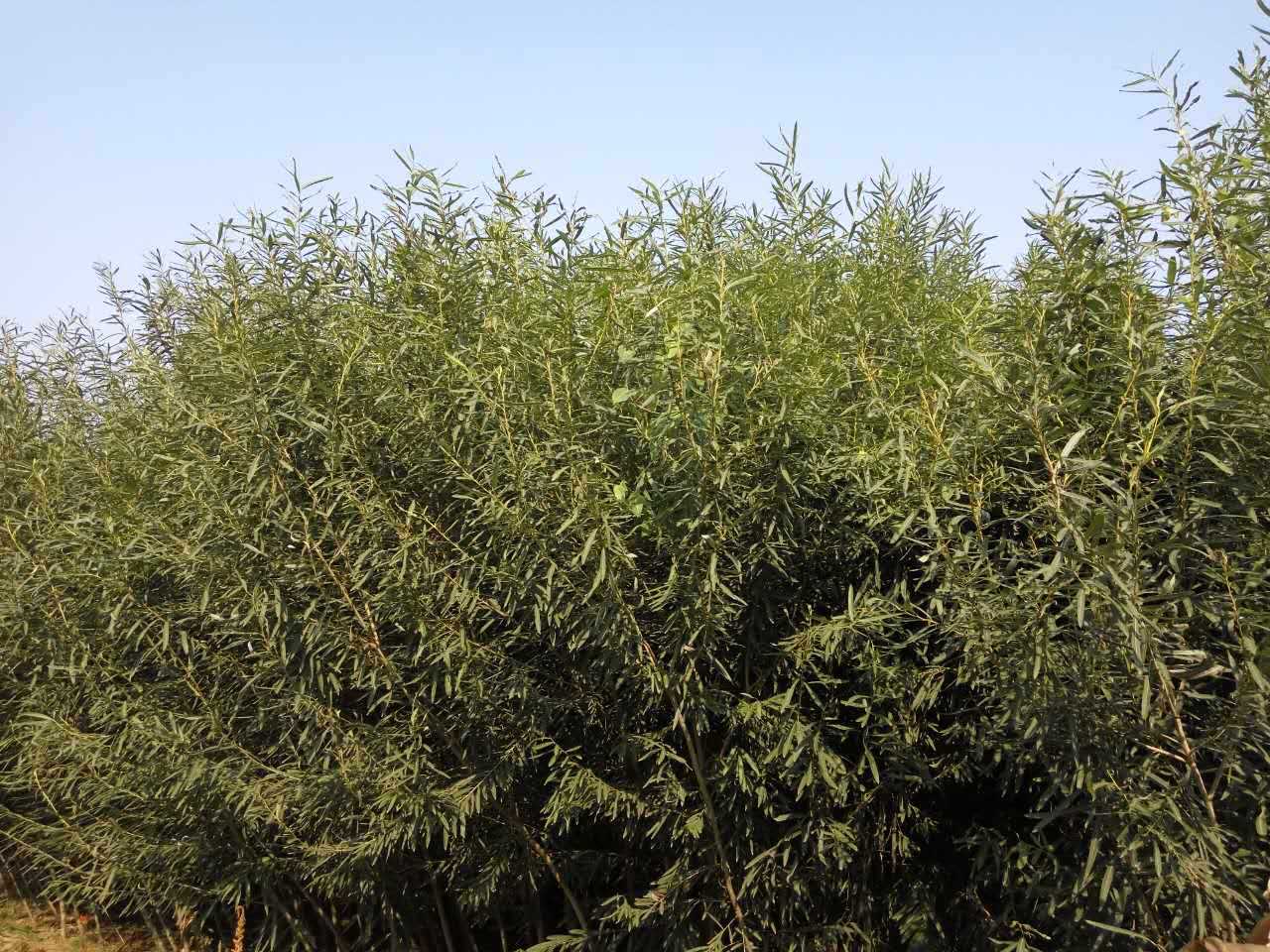 供应绿化树观赏树沙柳柳树成品半成品苗木树苗