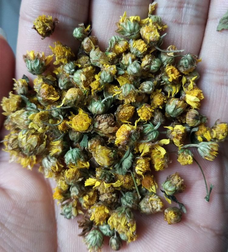 批发优质特级 菊花茶 野菊花茶 野菊花 散装批发量大从优