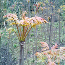 大棚栽种红油香椿树苗 密植经济作物 红油椿芽树 现货出售