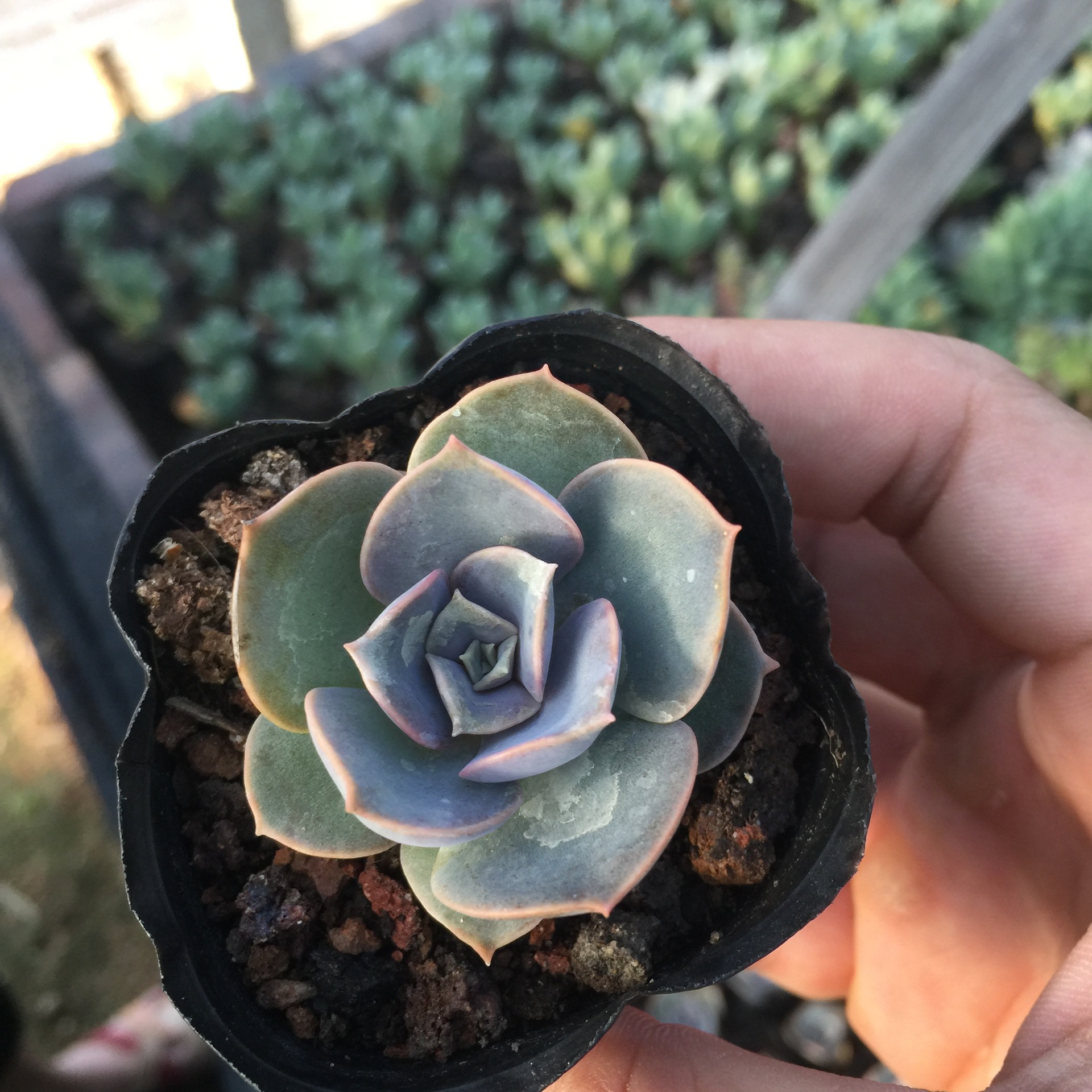 红心莲 多肉植物