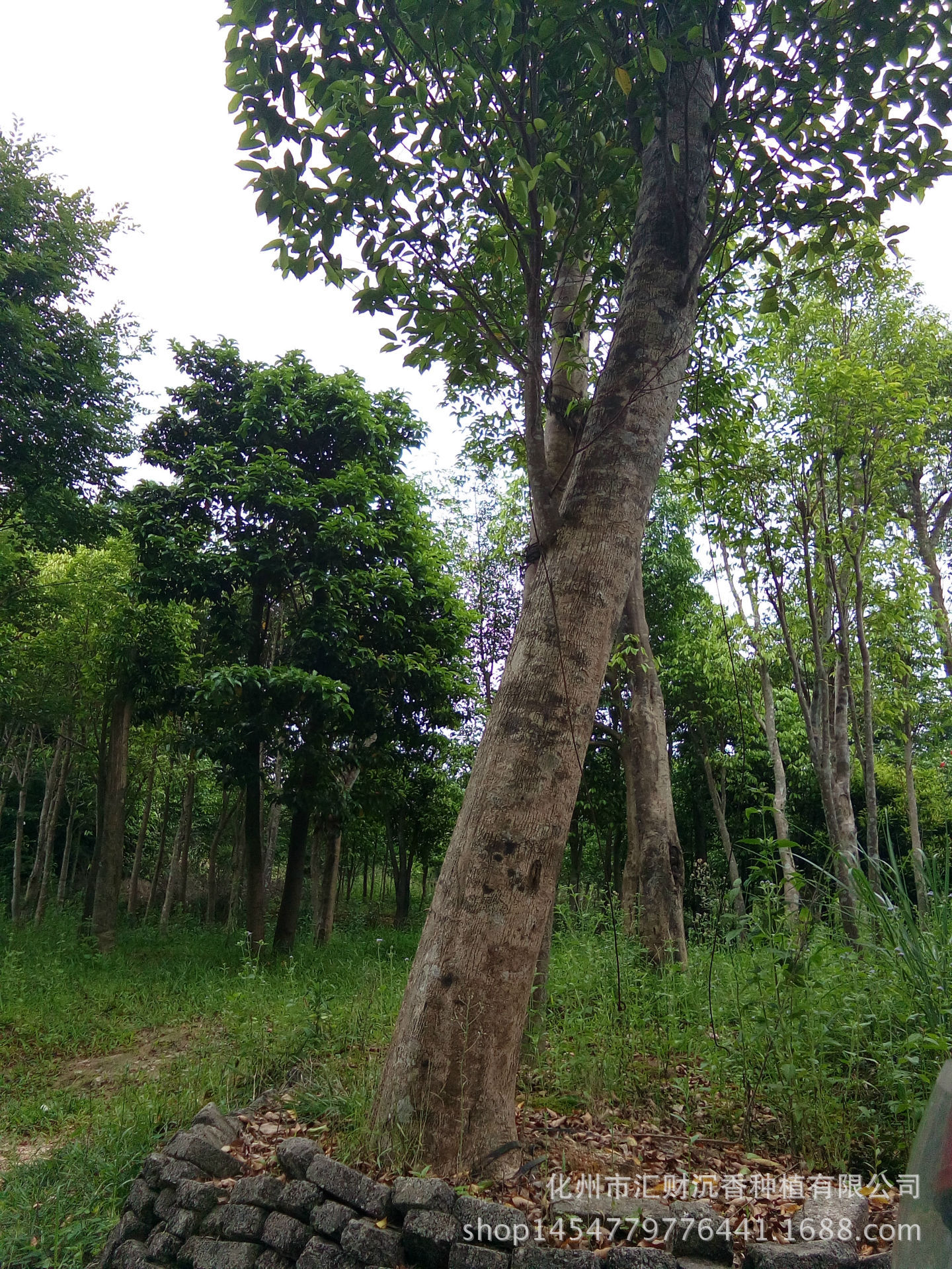 沉香树报价 广东沉香树 行道用树 风景用树 海南沉香树