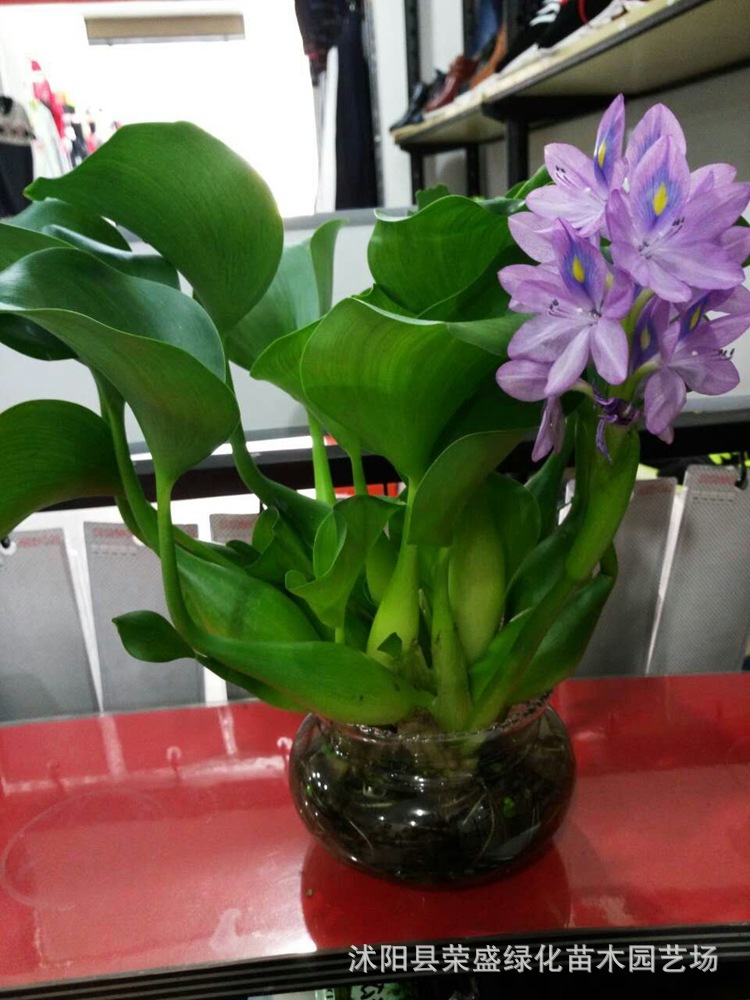 批发水生植物水葫芦苗凤眼莲又名水葫芦河道净化专用可盆栽