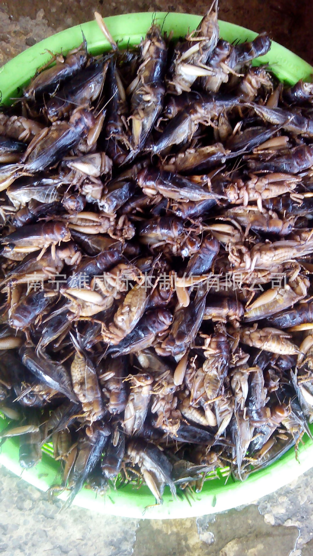 品种有越南巨型蜈蚣,广西多棘蜈蚣,雨林蝎,蟋蟀,龙虱,桂花蝉,蝗虫,竹