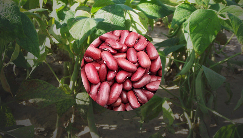 大额批发 红芸豆 东北优质英国红芸豆 红腰豆 大红豆 25kg大袋