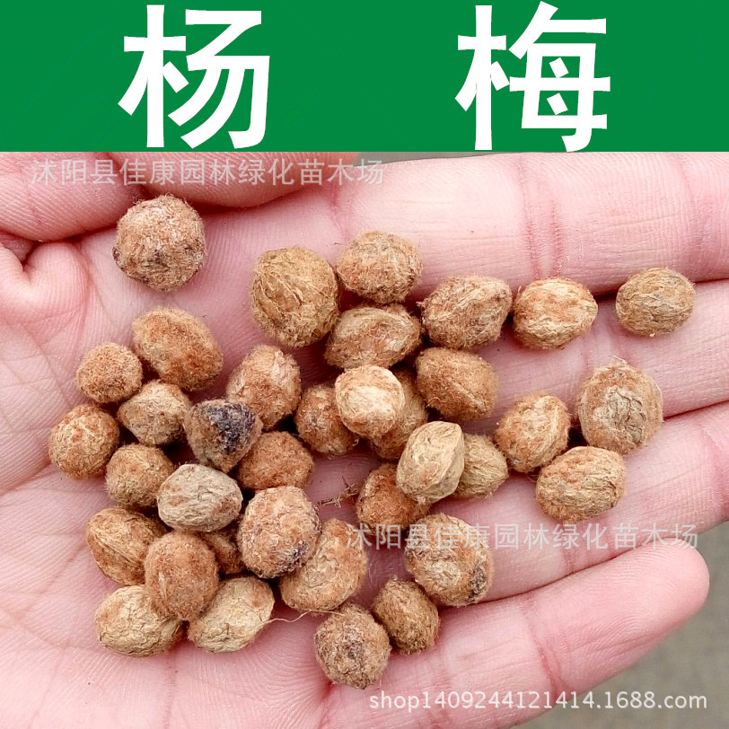 杨梅树种子