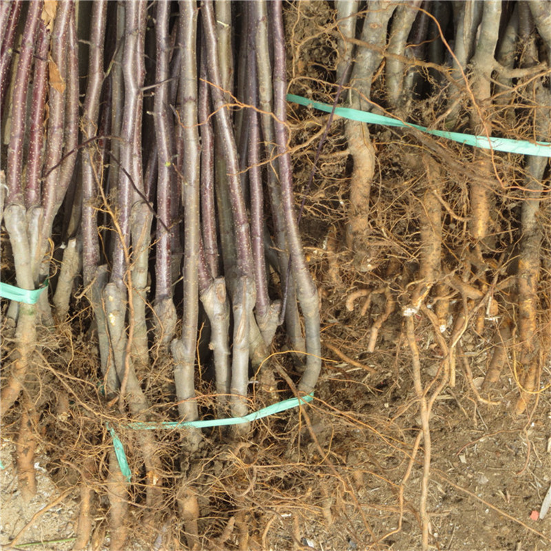 山东中秋王苹果苗基地 1公分苹果树苗批发价格