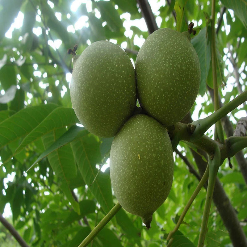 长期供应核桃树 8518核桃树 规格齐全 8518核树低价处理欲购从速.