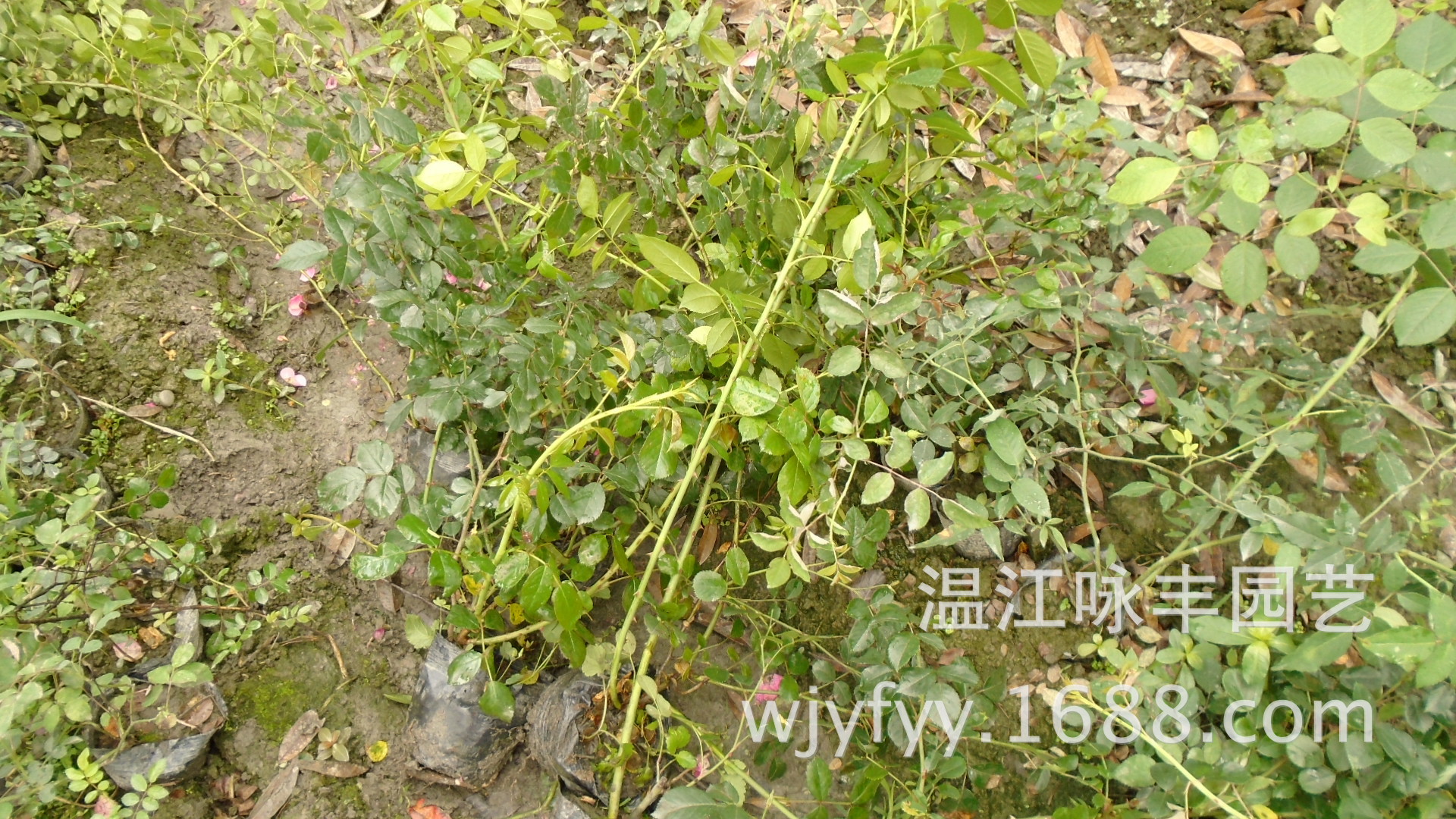 湖北红花蔷薇湖南月季大红袍广东安吉拉月季广西藤本月季