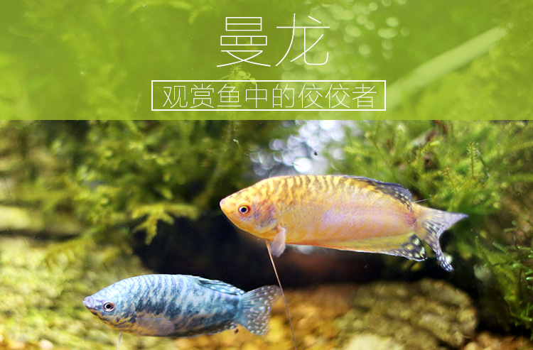 渔场养殖批发观赏鱼热带鱼 蓝曼龙黄曼龙鱼活体 淡水小宠鱼活体