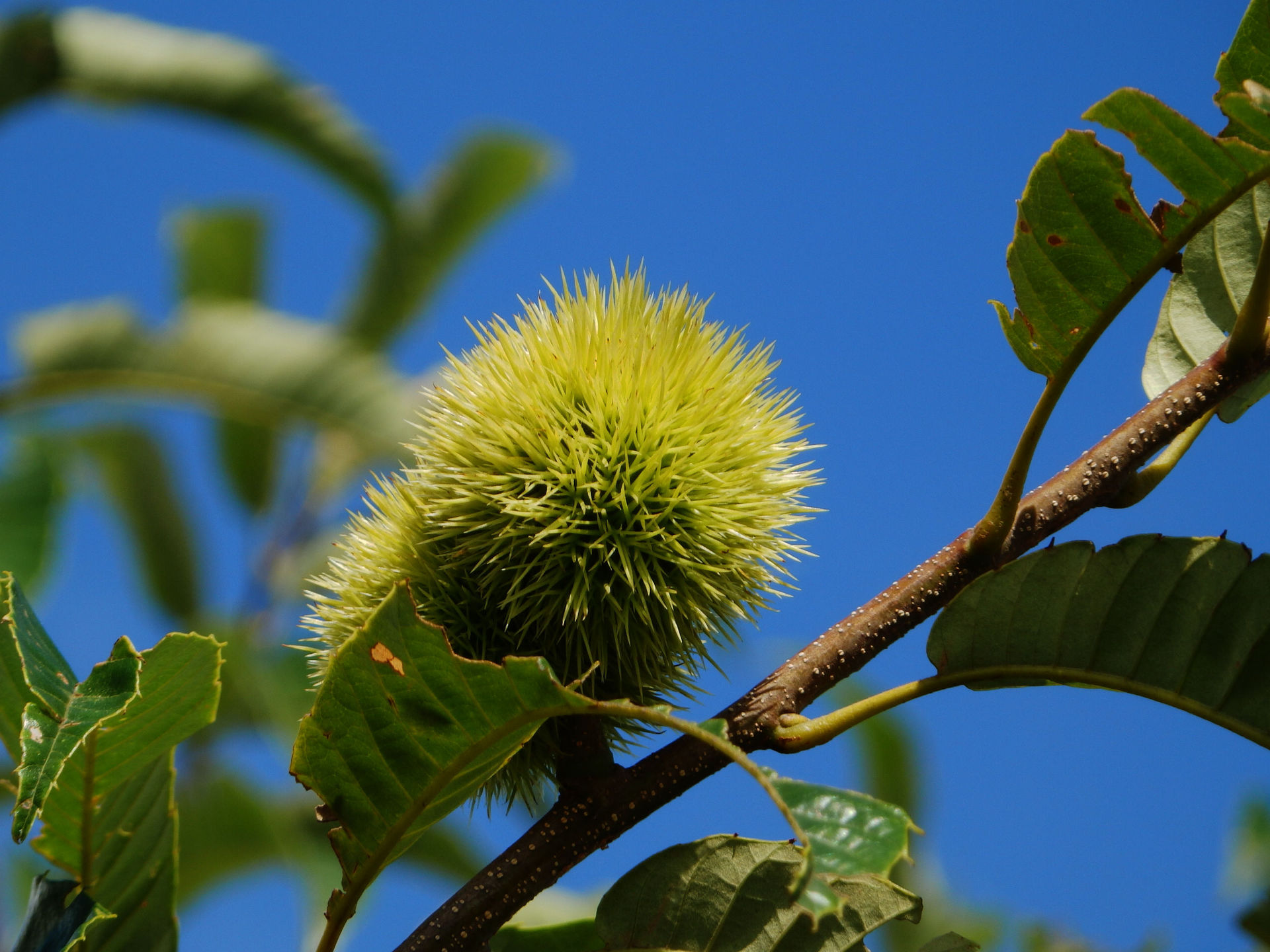 供应成活率高泰山板栗苗 大量批发优良品种产量高嫁接板栗苗