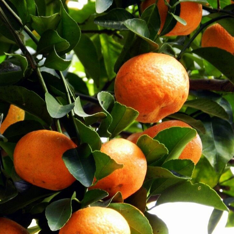 云南蒙自现摘沙糖橘 手剥新鲜小橘子 香甜砂糖桔 甘