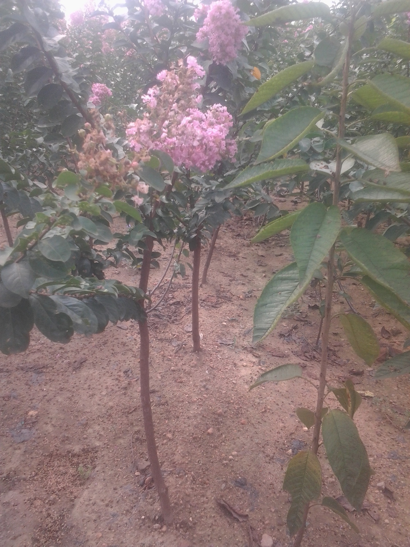 紫薇百日红基地 百日红小苗 百日红成苗