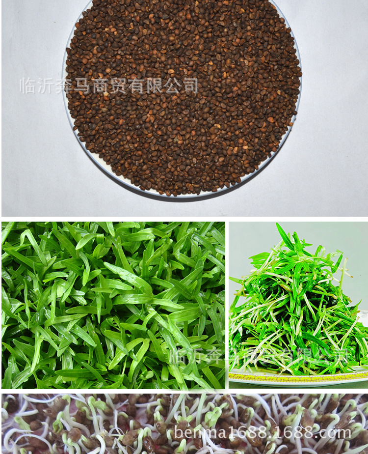 泰国空心菜整包 2019原种精选特色蔬菜芽苗菜种子种植批发