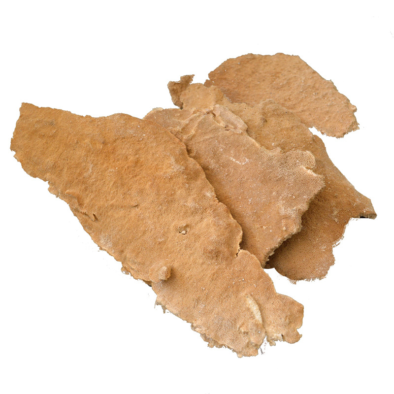 灵芝之家   云南白耙齿菌   灵芝 产地直销 一手货源批发