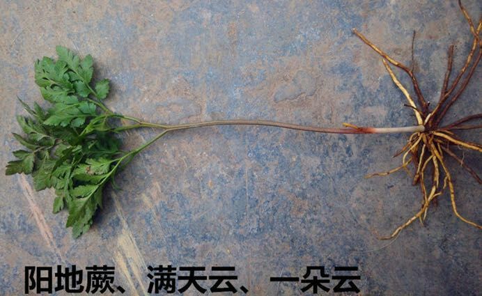 批发春天然 野生 小春花 一朵云 质量保证价格优惠客户至上