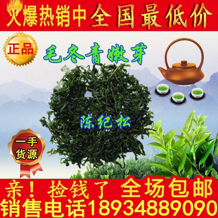 毛冬青嫩芽厂家直销,100斤起批送广告画,说明书400份,录音,大量现货