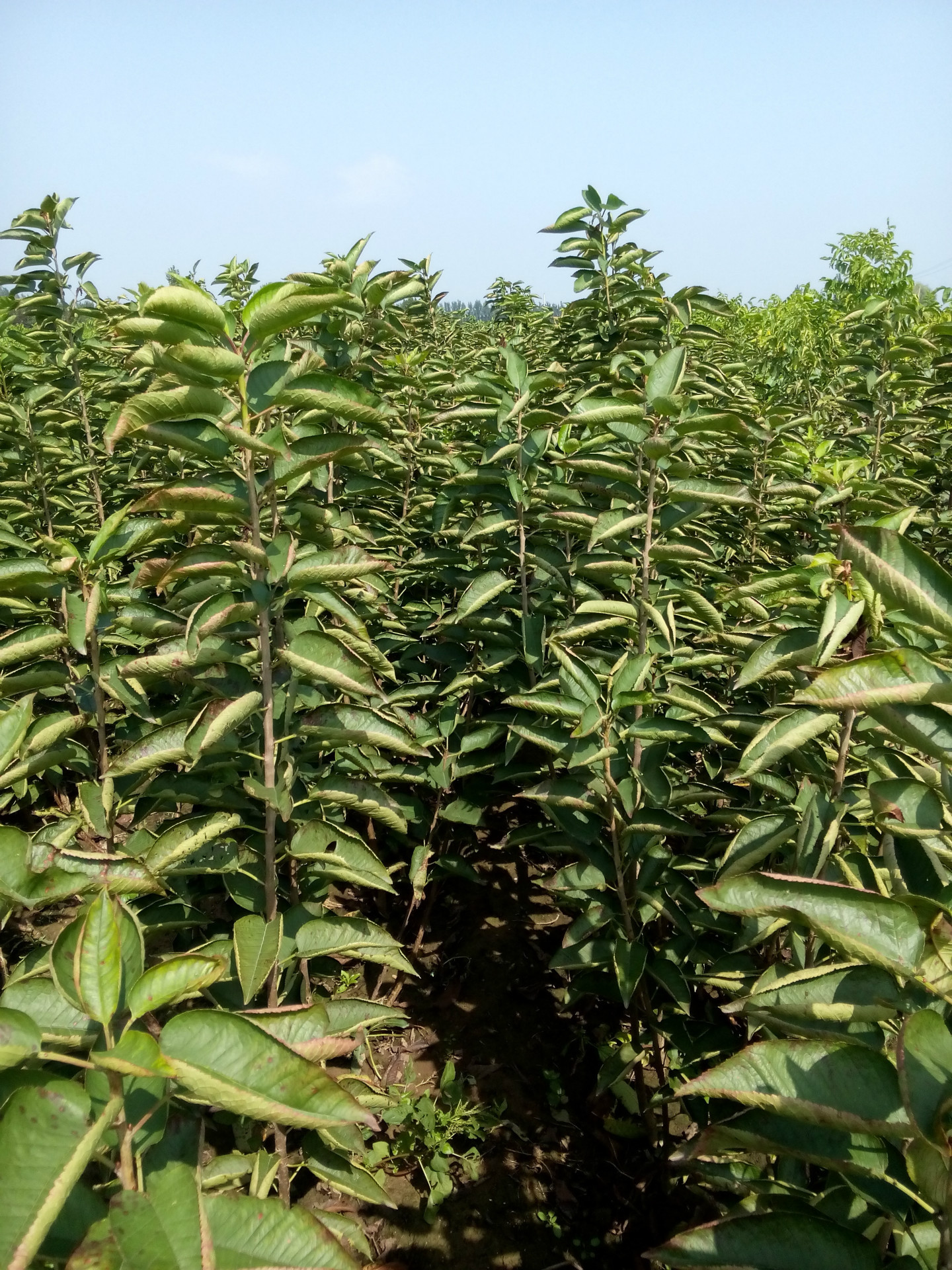 专业批发贾红樱桃树幼苗 先锋樱桃果树苗 雷尼樱桃果苗