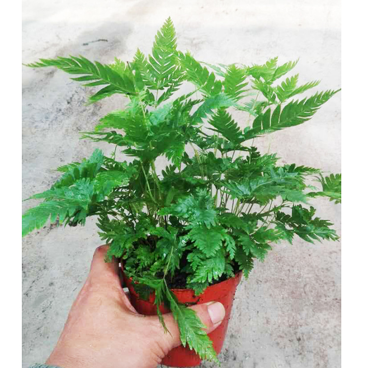 傅氏蕨_批发傅氏蕨(110)苔藓背景植物观赏带盆耐阴好养 - 阿里巴巴