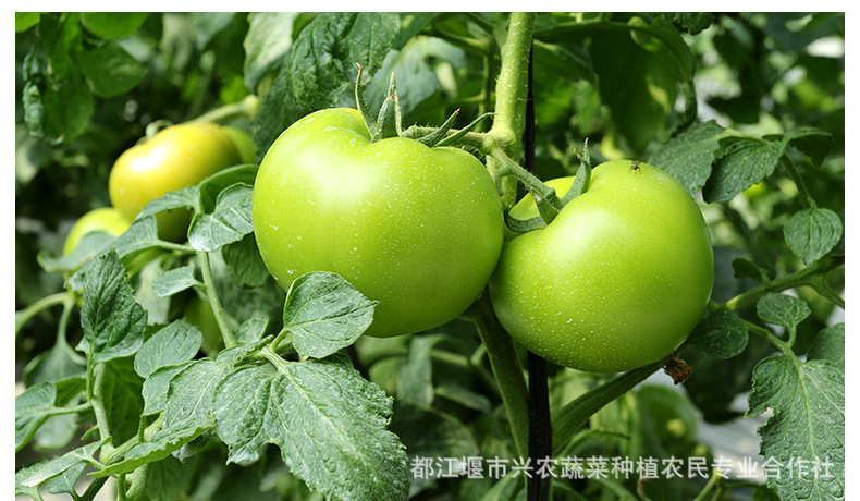 青苹果绿番茄 贼不偷番茄 绿色健康 口感好