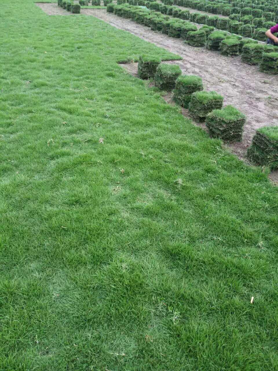 批发带泥土草坪草皮台湾2号四季青草坪基地直销耐践踏