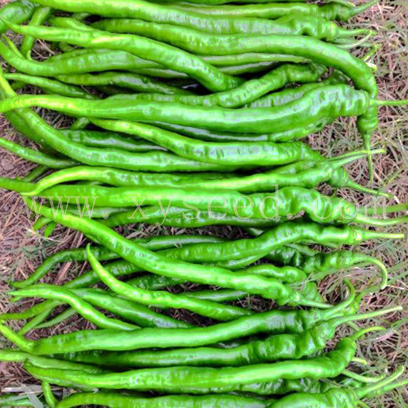 供应湘研早熟细长螺丝线椒皮薄味辣型辣椒种子-辣旋
