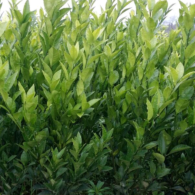 基地批优质南丰蜜桔苗蜜香橙苗柑桔苗八月桔苗东方红桔苗