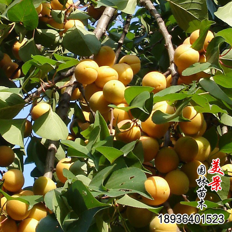 盆栽果树苗_批发杏树树苗 基地直销 杏子树 早