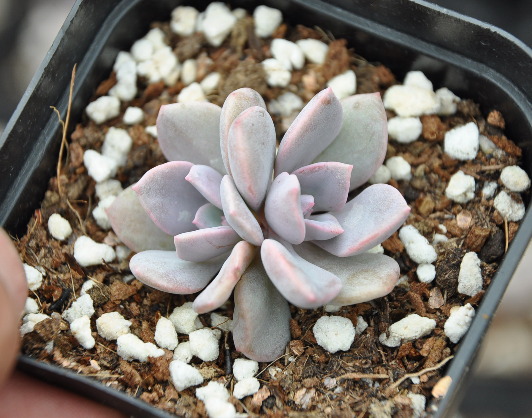 多肉植物批发 黛比 阳台绿植盆栽景天 混批小额批发大棚低价chuh