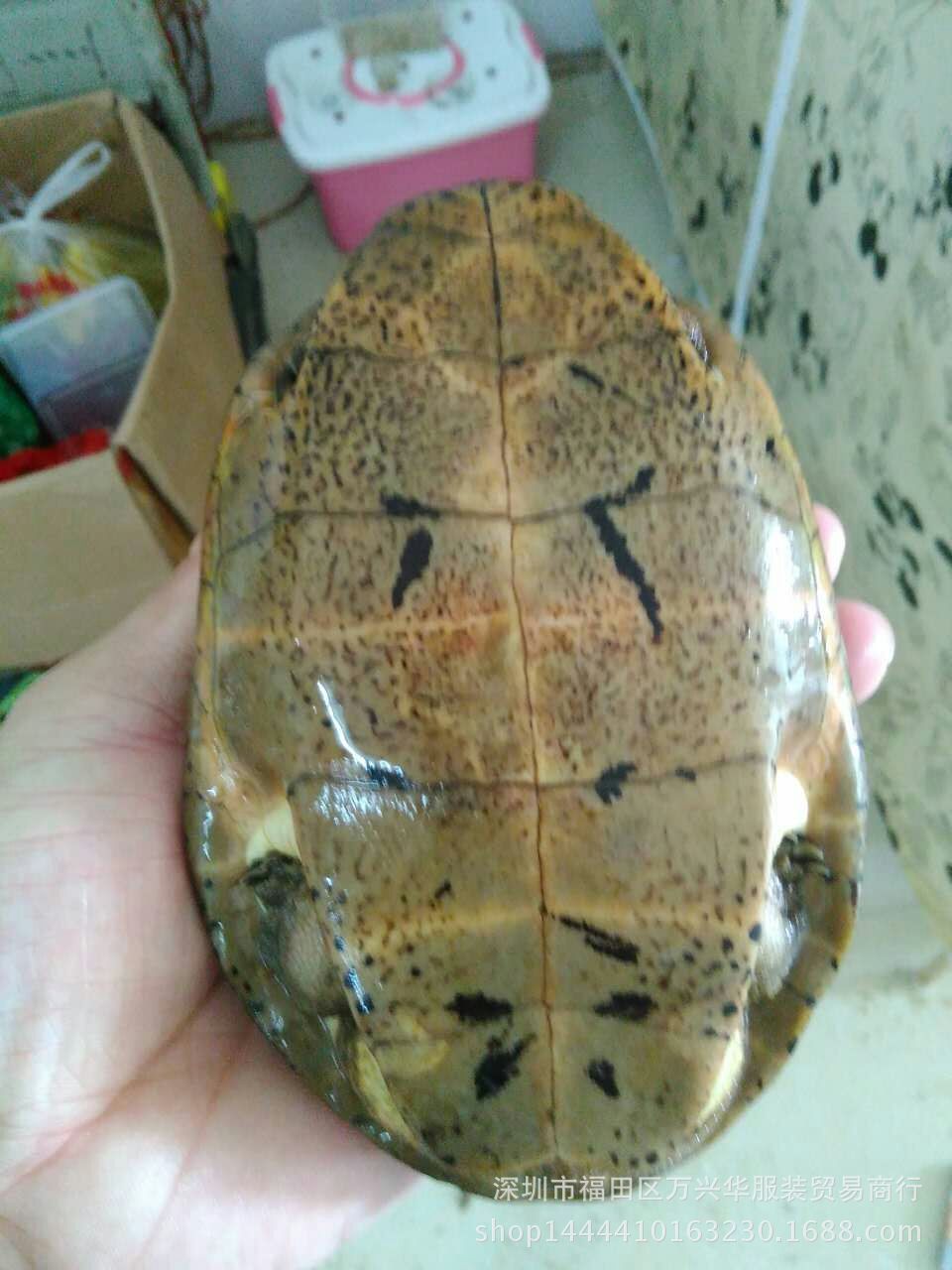 批发 四眼龟 六眼龟 四眼斑水龟 活体宠物乌龟 观赏水龟 送礼养殖