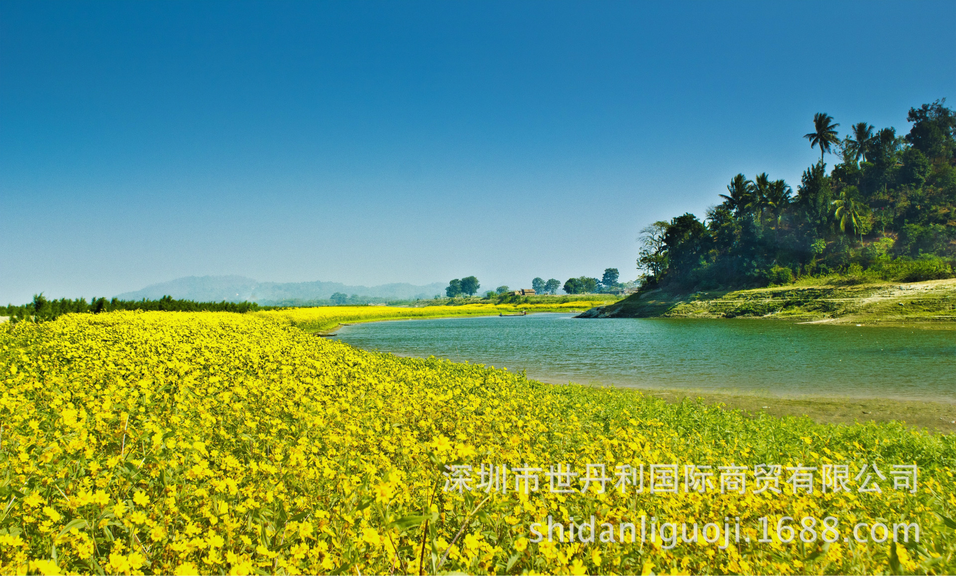 进口葵花油西班牙fula葵花籽油食用油(5l)