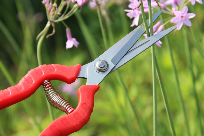 直头疏花剪 尖头剪 疏果剪 稀果剪 采摘剪 葡萄剪 果把剪