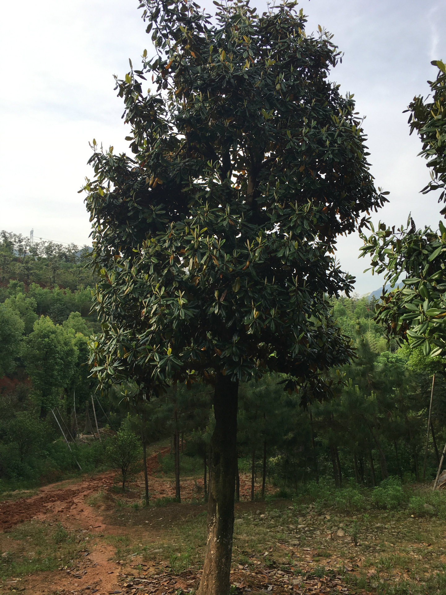 推荐树种垂柳广玉兰棕榈雪松白玉兰樟树 2灌木的应用 观姿类观姿类的