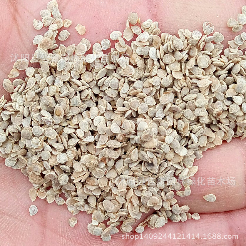 蔬菜种子 优质西红柿种子 番茄种子 洋柿子种子 番柿 1件=1斤