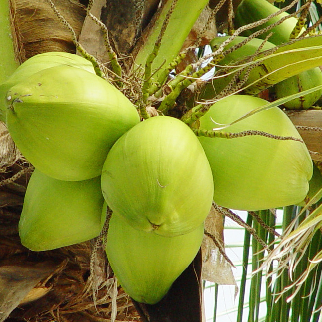 新鲜青椰子 海南椰子批发 带皮大椰子8个装 特价包邮 一件代发 - 食品