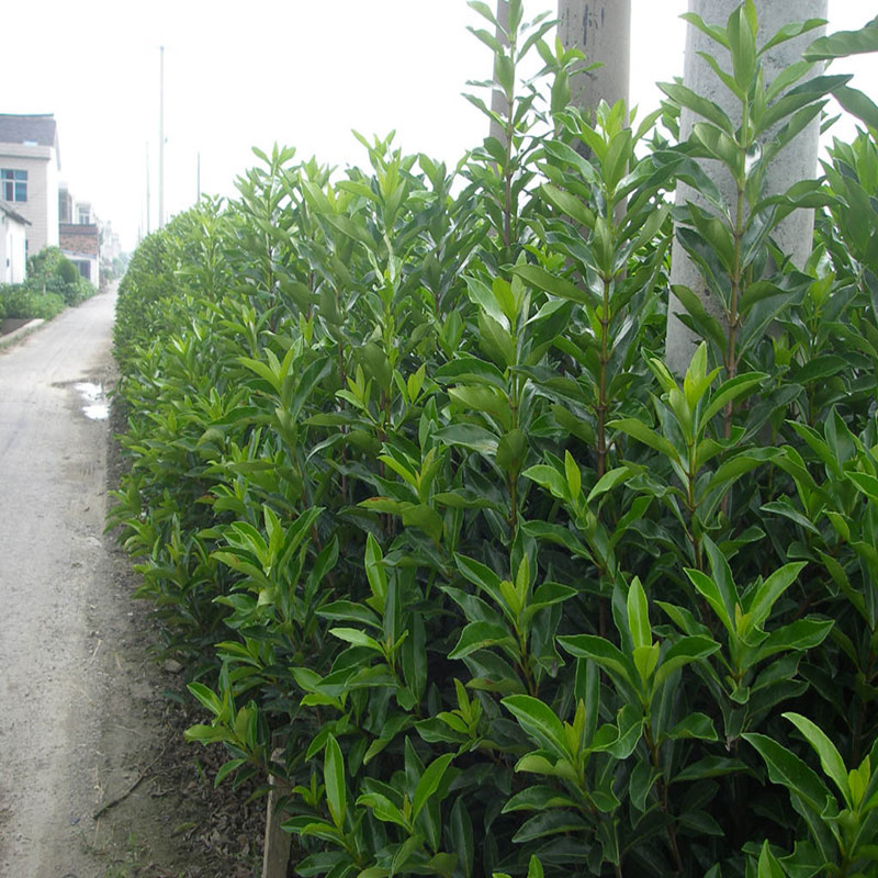基地大量直销法国冬青树苗 法青 工程绿化篱笆树 珊瑚树 四.
